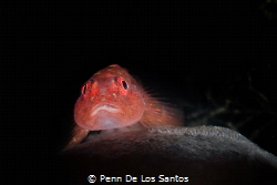A red goby watching over its eggs on a black sea squirt. by Penn De Los Santos 